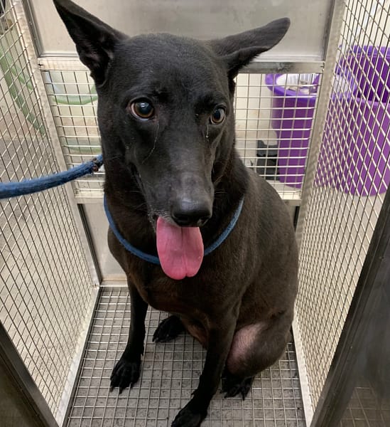 【待認養】混種犬 狗 (女生) - 臺北市動物之家