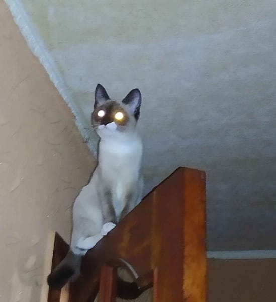 我們和孩子們幸福的寵物沙龍