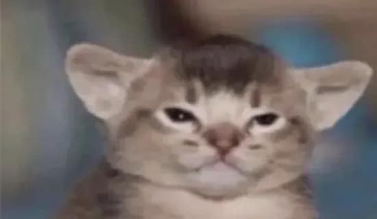 喵肥宅旺貓舍