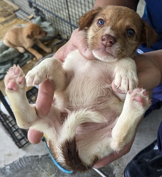 【待認養】混種犬 狗 (男生) - 花蓮縣狗貓躍動園區