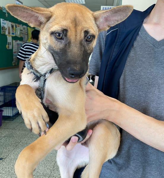【待認養】混種犬 狗 (男生) - 桃園市動物保護教育園區