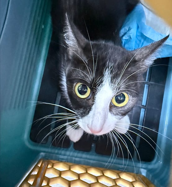 【待認養】混種貓 貓 (女生) - 新北市板橋區公立動物之家