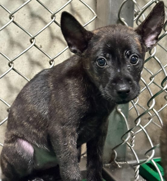 【待認養】混種犬 狗 (女生) - 臺東縣動物收容中心