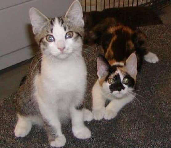 小鑫鑫寵物沙龍