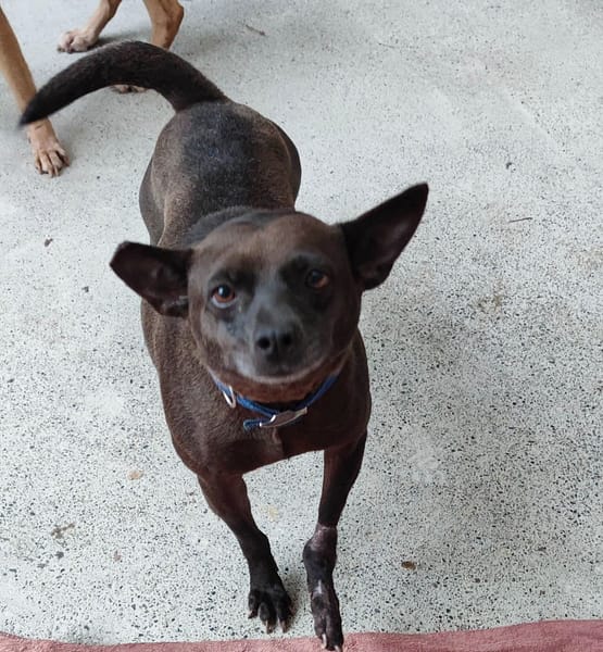 【待認養】混種犬 狗 (女生) - 新北市中和區公立動物之家