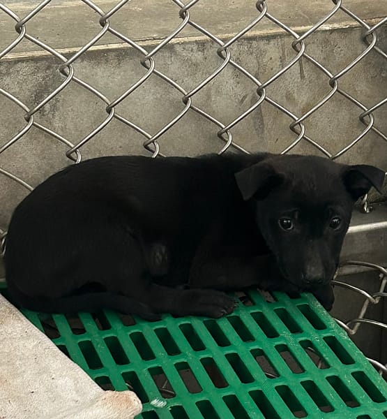 【待認養】混種犬 狗 (女生) - 臺東縣動物收容中心