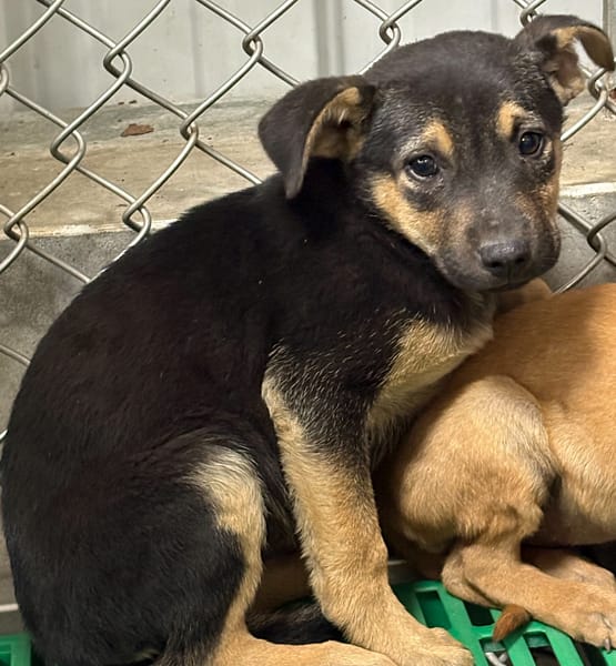 【待認養】混種犬 狗 (女生) - 臺東縣動物收容中心