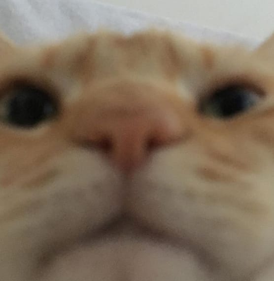 群峰愛犬訓練場