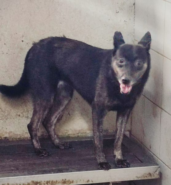 【待認養】混種犬 狗 (女生) - 新北市中和區公立動物之家