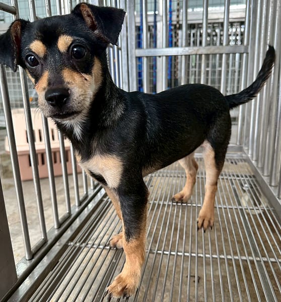 【待認養】混種犬 狗 (男生) - 花蓮縣狗貓躍動園區