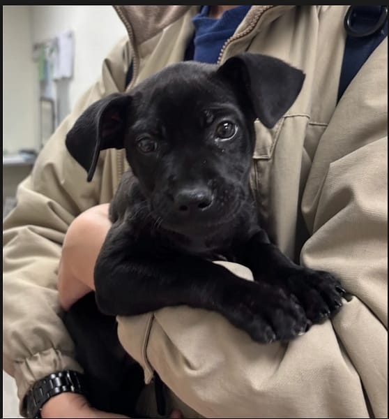 【待認養】混種犬 狗 (女生) - 新北市五股區公立動物之家