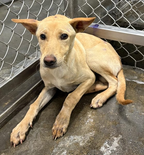 【待認養】混種犬 狗 (男生) - 臺東縣動物收容中心