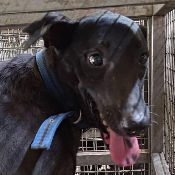 【待認養】混種犬 狗 (女生) - 臺南市動物之家善化站