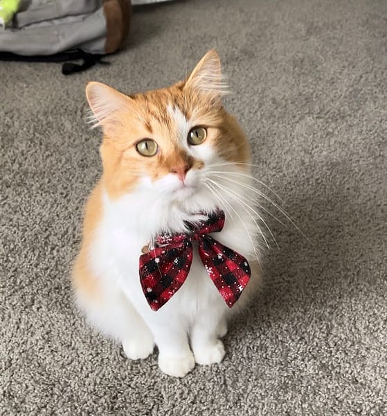 貓窩寵物用品店