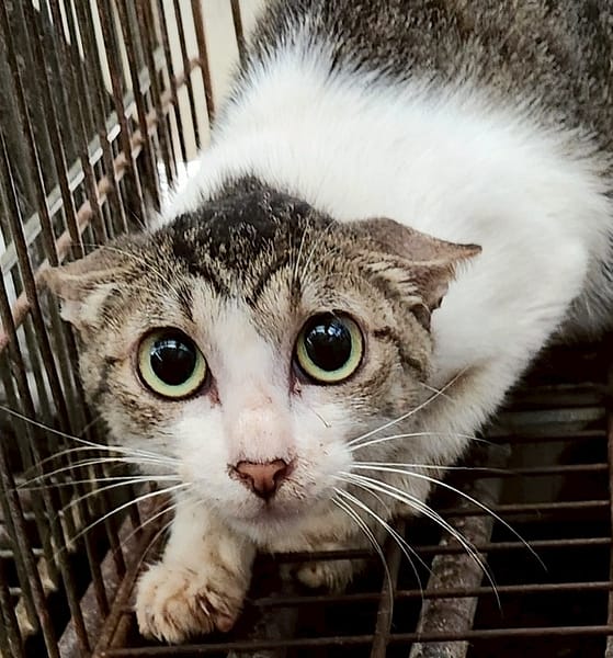 【待認養】混種貓 貓 (女生) - 新北市三芝區公立動物之家