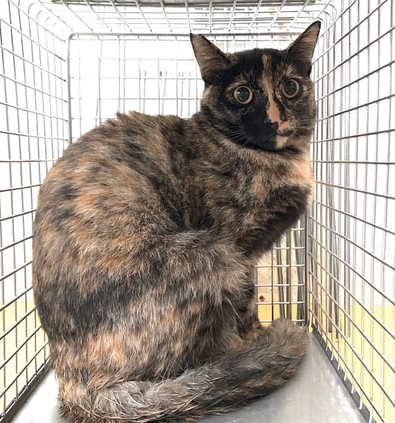 【待認養】混種貓 貓 (女生) - 臺北市動物之家