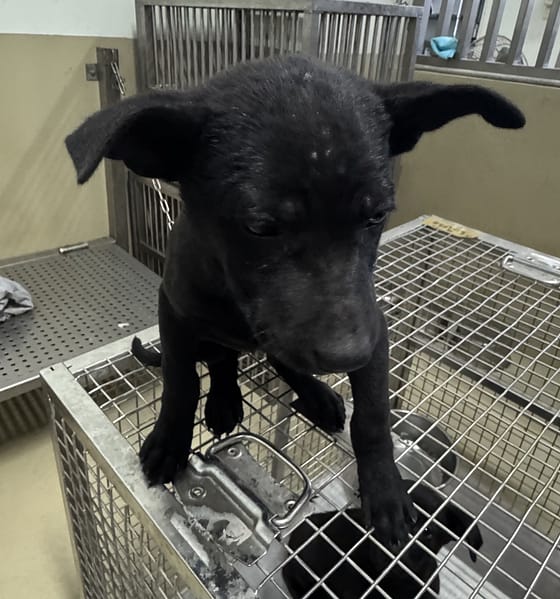 【待認養】混種犬 狗 (女生) - 嘉義市動物保護教育園區