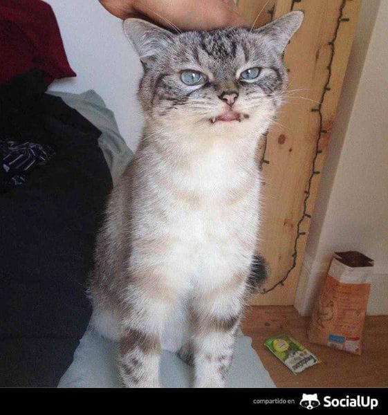 卡發利犬舍(貓)