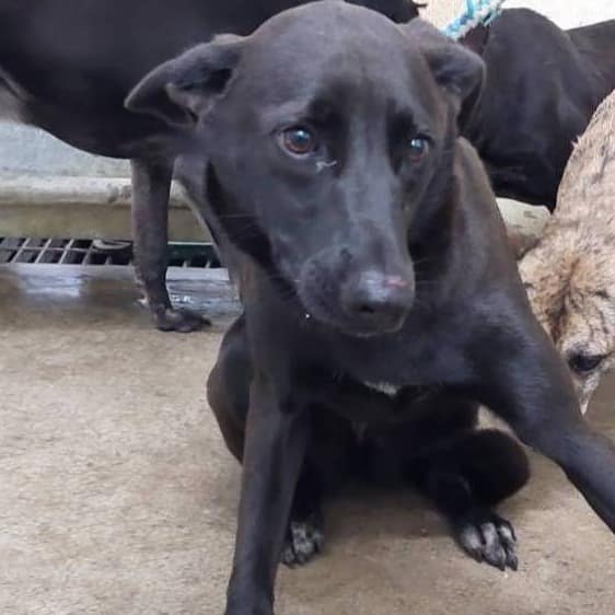 【待認養】混種犬 狗 (女生) - 臺北市動物之家