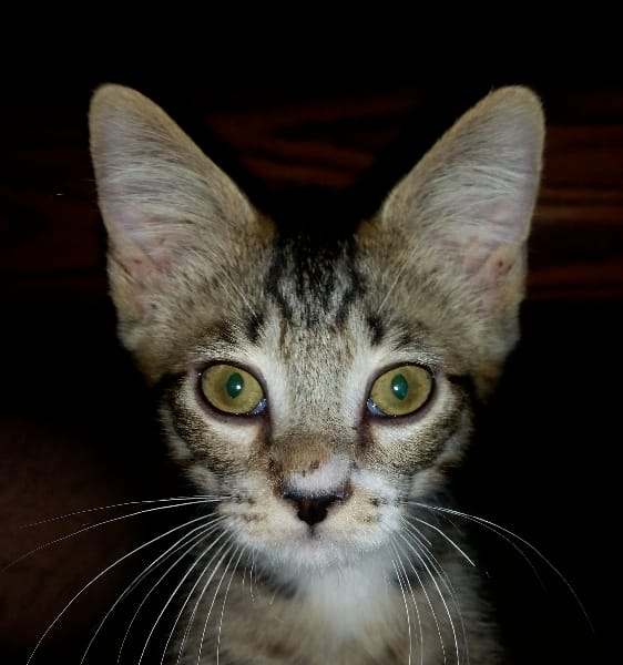 犬家福寵物沙龍