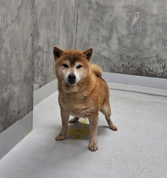 【待認養】柴犬 狗 (男生) - 基隆市寵物銀行