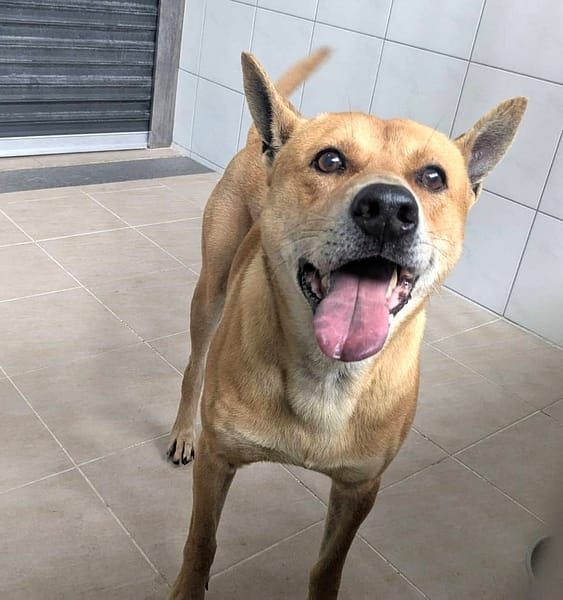 【待認養】混種犬 狗 (男生) - 新竹縣動物保護教育園區