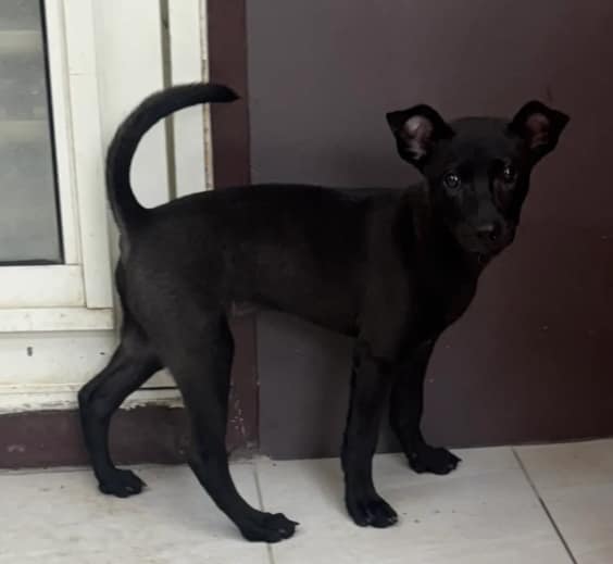 【待認養】混種犬 狗 (女生) - 新北市五股區公立動物之家