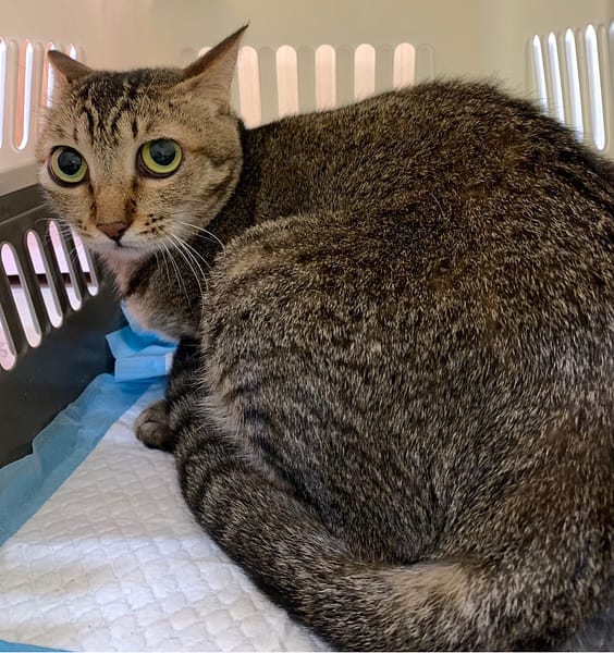 【待認養】混種貓 貓 (女生) - 臺北市動物之家