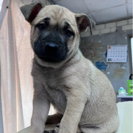 【待認養】混種犬 狗 (男生) - 新北市新店區公立動物之家