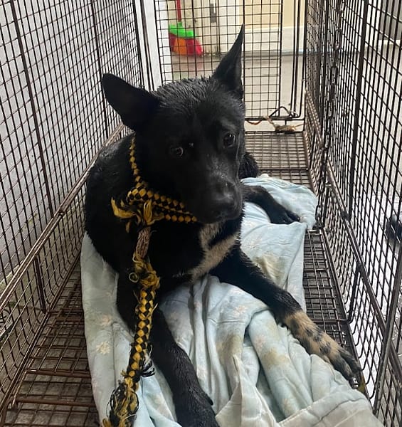 【待認養】混種犬 狗 (男生) - 新北市五股區公立動物之家