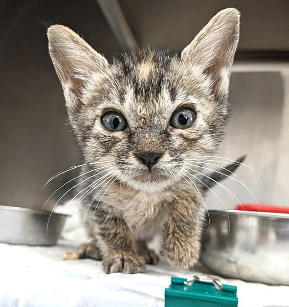 【待認養】混種貓 貓 (女生) - 新竹縣動物保護教育園區