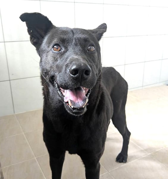 【待認養】混種犬 狗 (男生) - 新竹縣動物保護教育園區