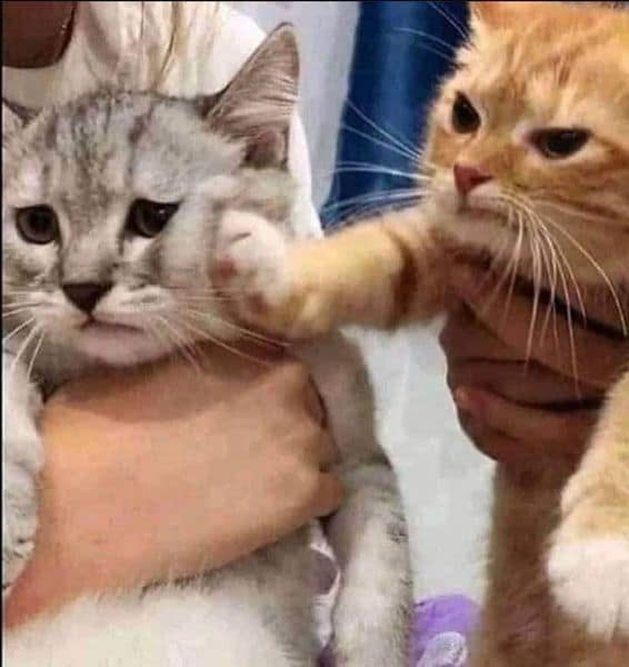 晨曦寵物有限公司