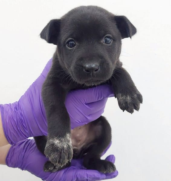 【待認養】混種犬 狗 (女生) - 花蓮縣狗貓躍動園區