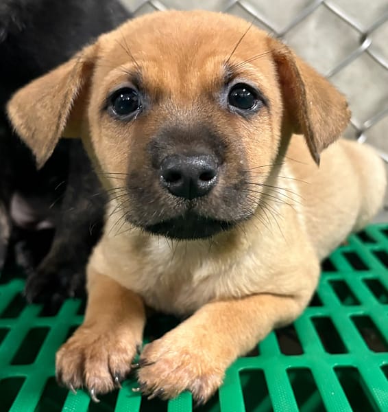 【待認養】混種犬 狗 (女生) - 臺東縣動物收容中心