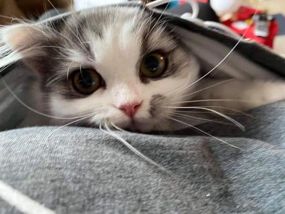 富貴喵星球貓坊