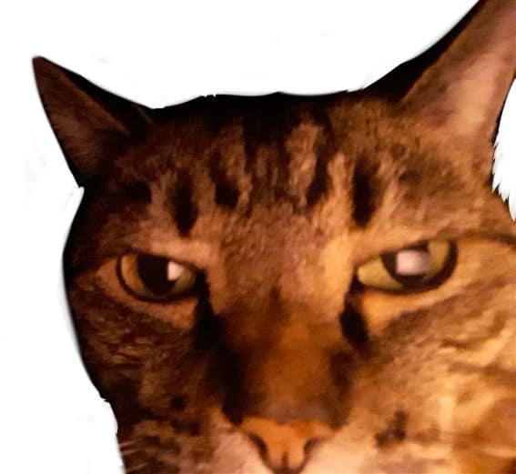 歐歐兔股份有限公司(犬)