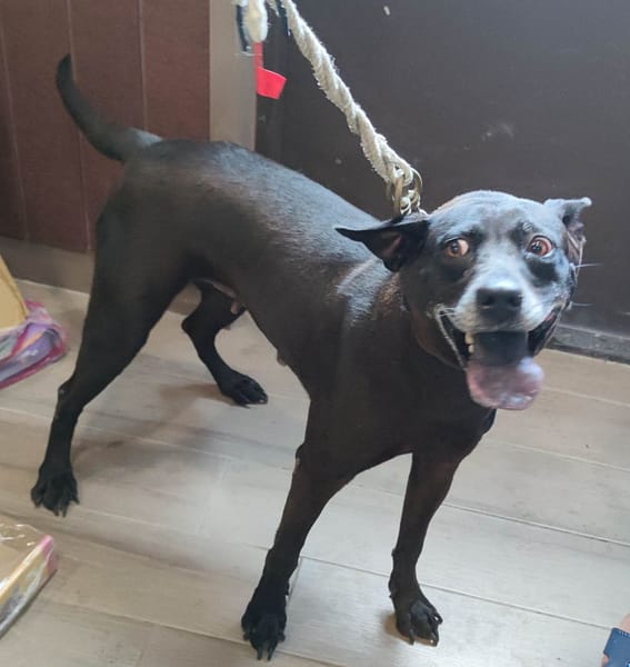 【待認養】混種犬 狗 (女生) - 新北市中和區公立動物之家