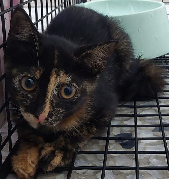 【待認養】混種貓 貓 (女生) - 花蓮縣狗貓躍動園區