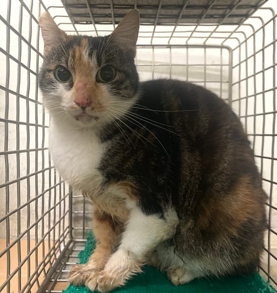 【待認養】混種貓 貓 (女生) - 臺北市動物之家