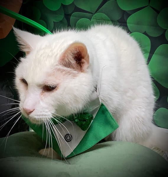 轉角訓犬工作室