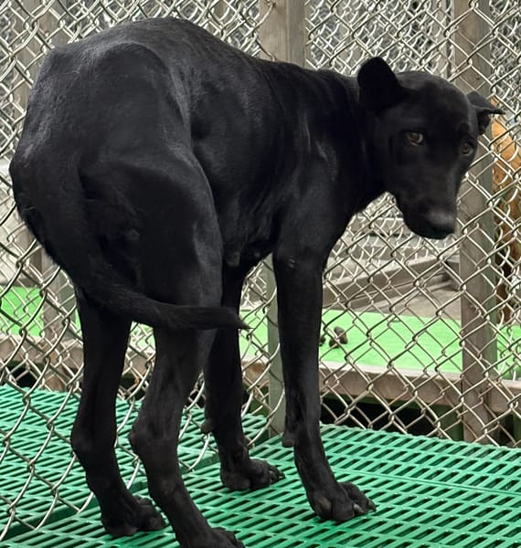 【待認養】混種犬 狗 (女生) - 臺東縣動物收容中心