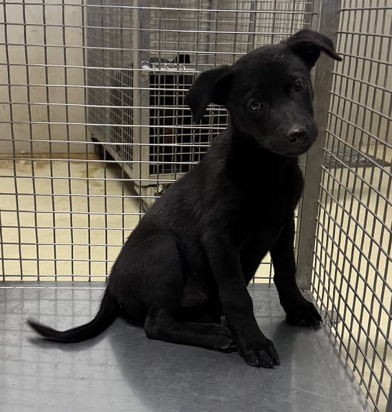 【待認養】混種犬 狗 (女生) - 嘉義市動物保護教育園區