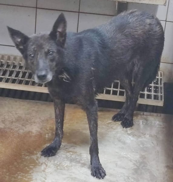 【待認養】混種犬 狗 (女生) - 新北市中和區公立動物之家