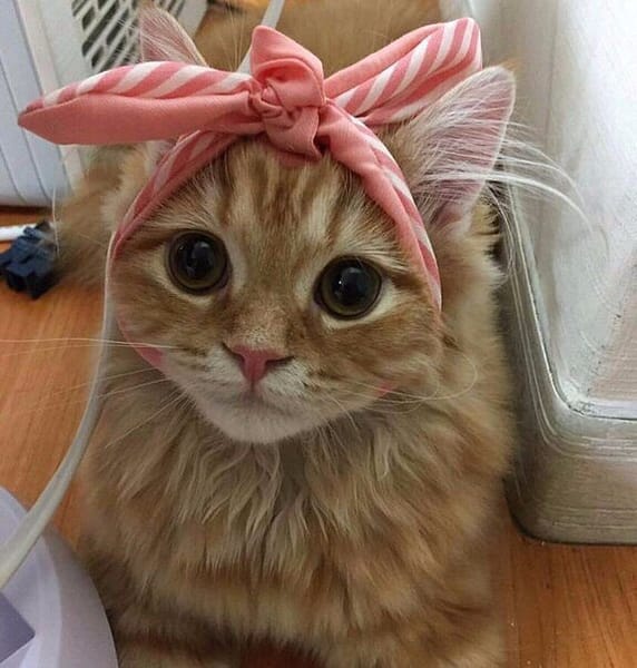 查克音國際有限公司