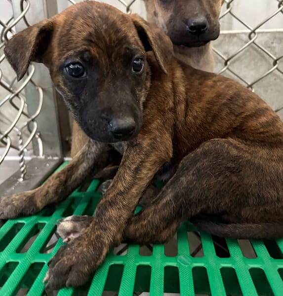 【待認養】混種犬 狗 (女生) - 臺東縣動物收容中心