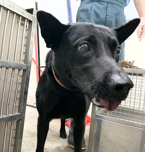 【待認養】混種犬 狗 (男生) - 臺北市動物之家
