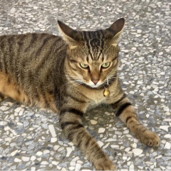 【急尋】混種貓 - 嘉義縣六腳鄉蘇厝村1-12號 (虎斑灰)