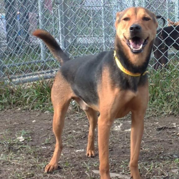 【待認養】混種犬 狗 (男生) - 臺北市動物之家