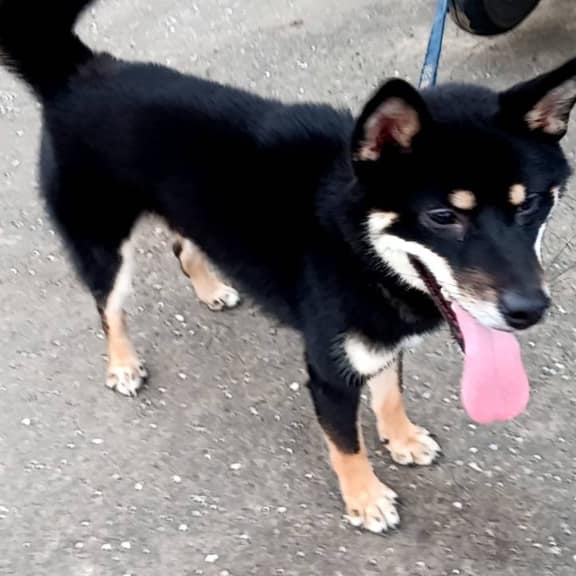 【急尋】柴犬 - 新北市汐止區長興路二段168號 (黑色)